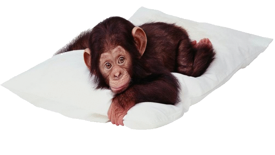 Cute Monkey Backgrounds - Wallpaper Cave