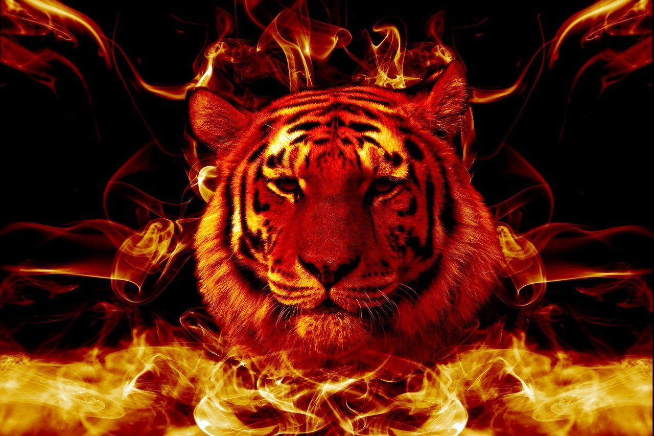 Flaming-Tiger-Wallpaper-HD – Apanache