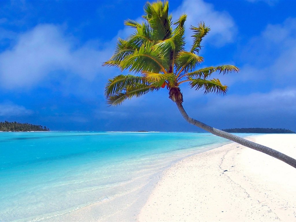 Beach by a coconut tree Wallpaper | 1024x768 resolution wallpaper ...