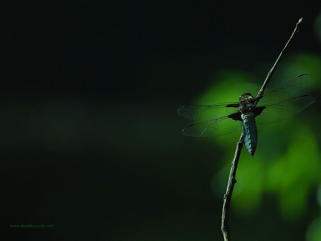 dragonfly-wallpaper-1024x768.jpg