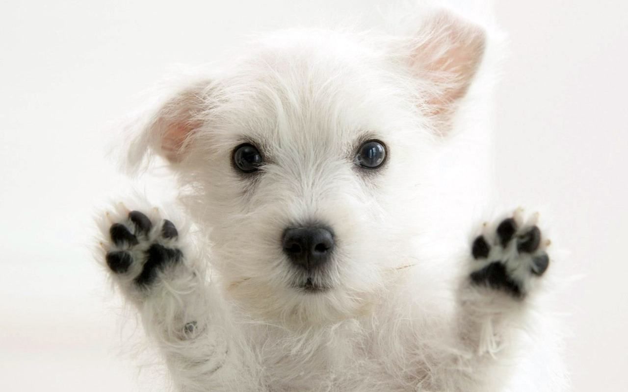Cute Puppy Wallpapers Download Free Cute Puppy HD Wallpapers