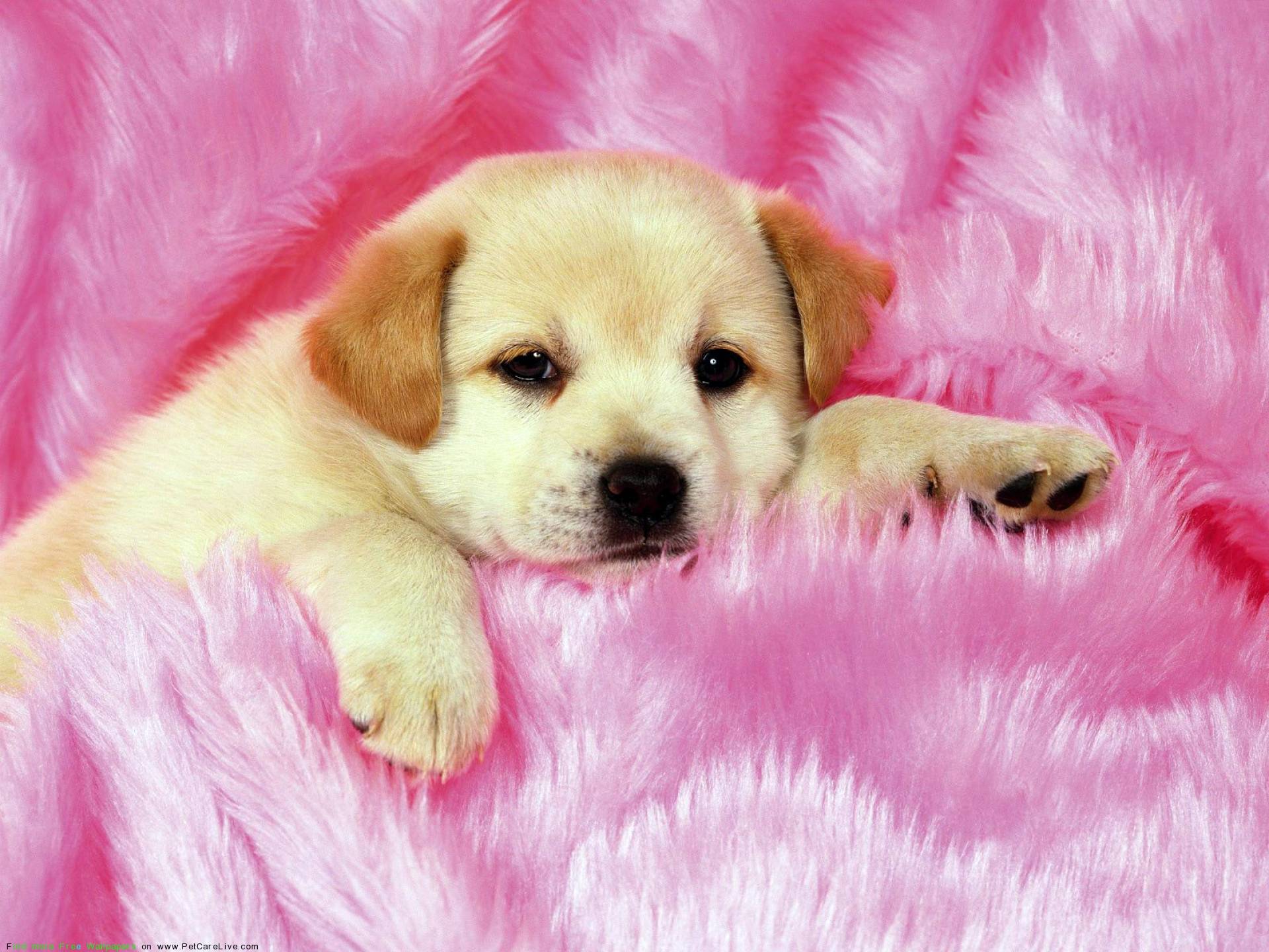 Cute Dogs And Puppies Backgrounds