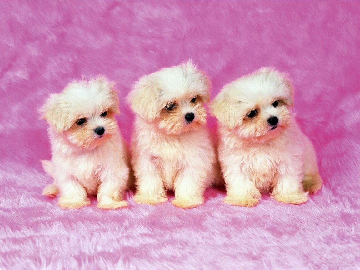 Free Cute Puppy Backgrounds