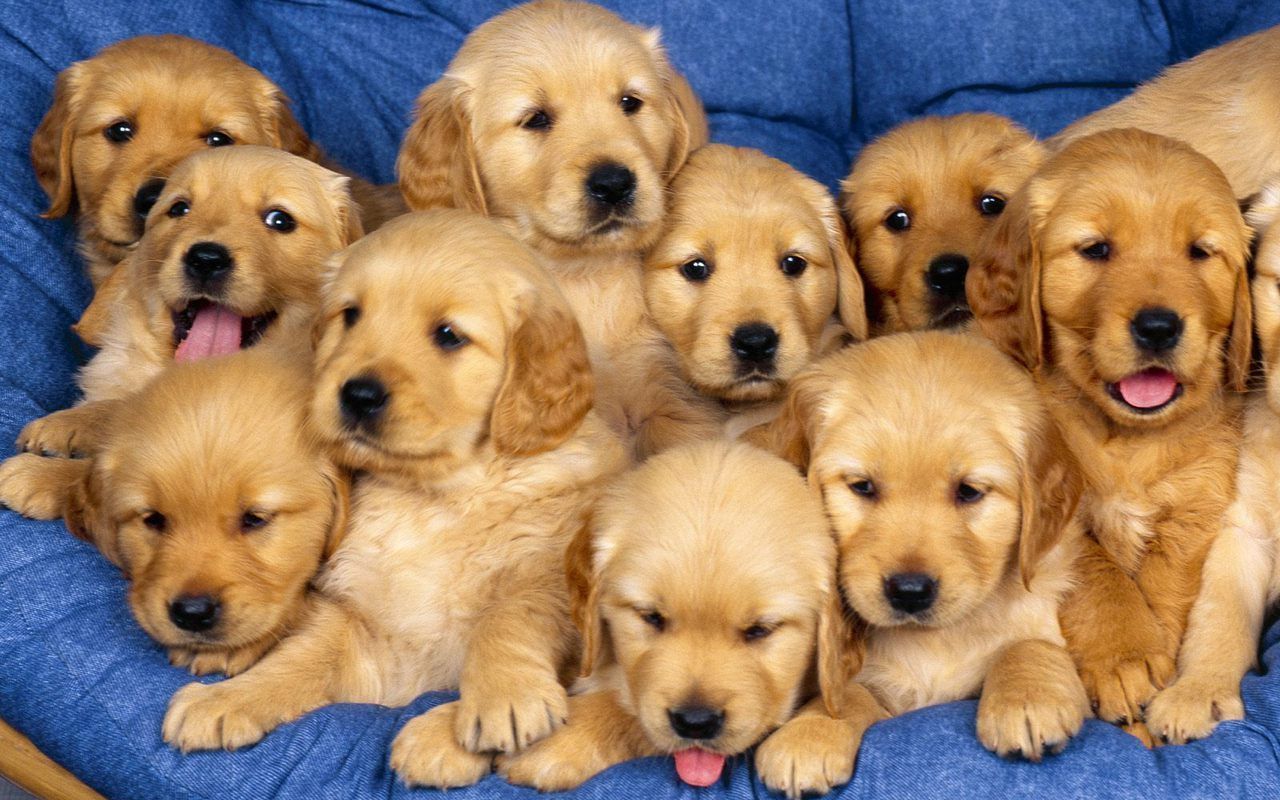 Cute Puppies Puppies Wallpaper 22040946 Fanpop - PowerballForLife