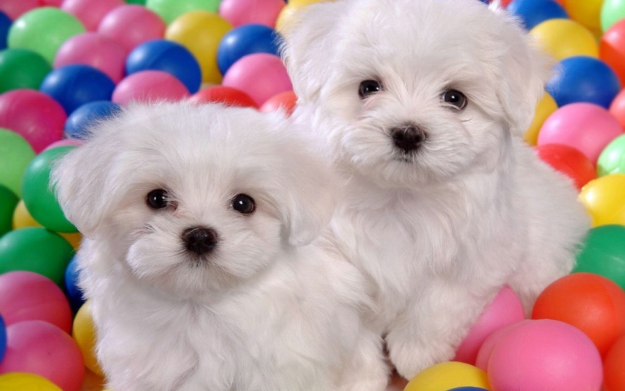 Free Download Cute Puppies Wallpaper Dogs Cute Puppies Free