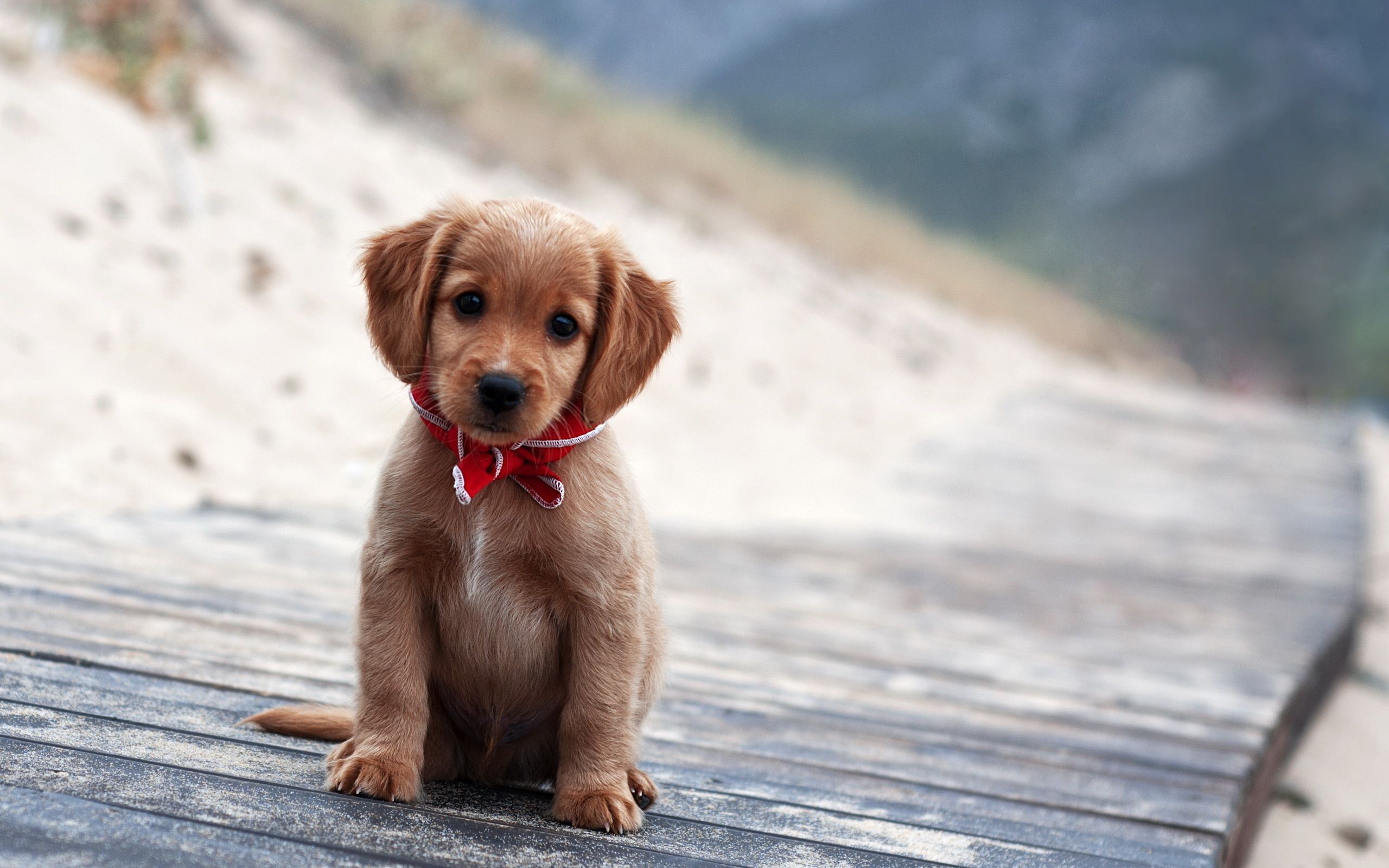 Cute Puppy Wallpapers Group (79+)