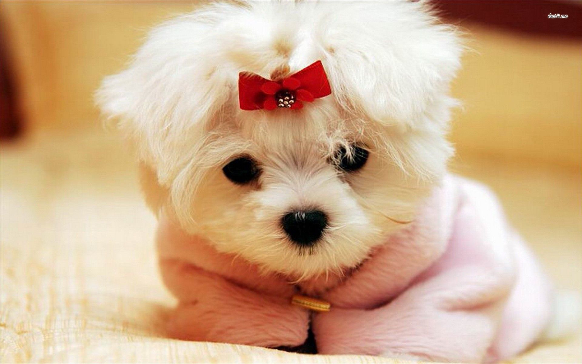 Cute Puppy Wallpapers Group 79 