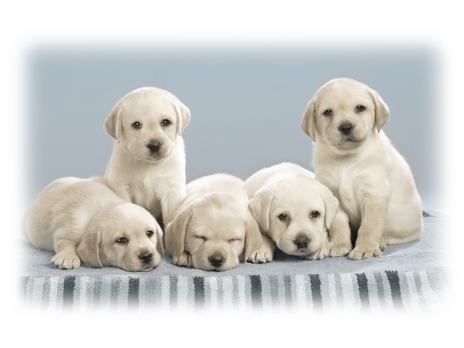 Puppy Pictures Website Cute Puppy Pictures Cute Puppy Wallpaper