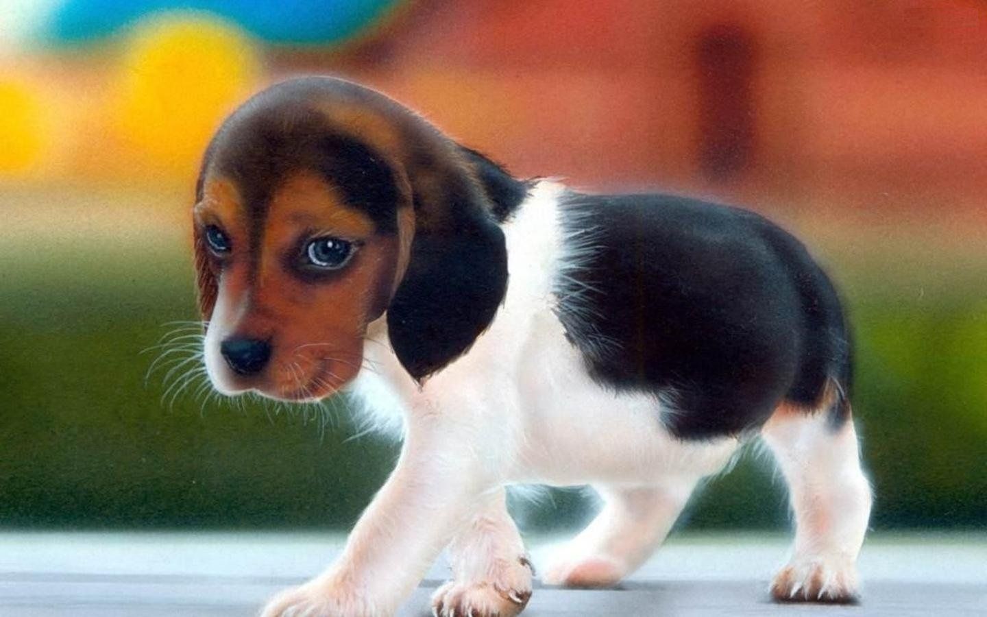 Cute Puppy Wallpapers For Desktop Mobile Backgrounds