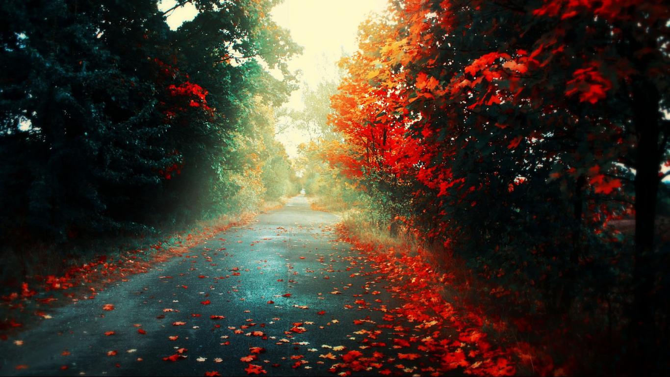 Autumn Leaves on the Road Wallpaper HD #4238833, 1366x768 | All ...
