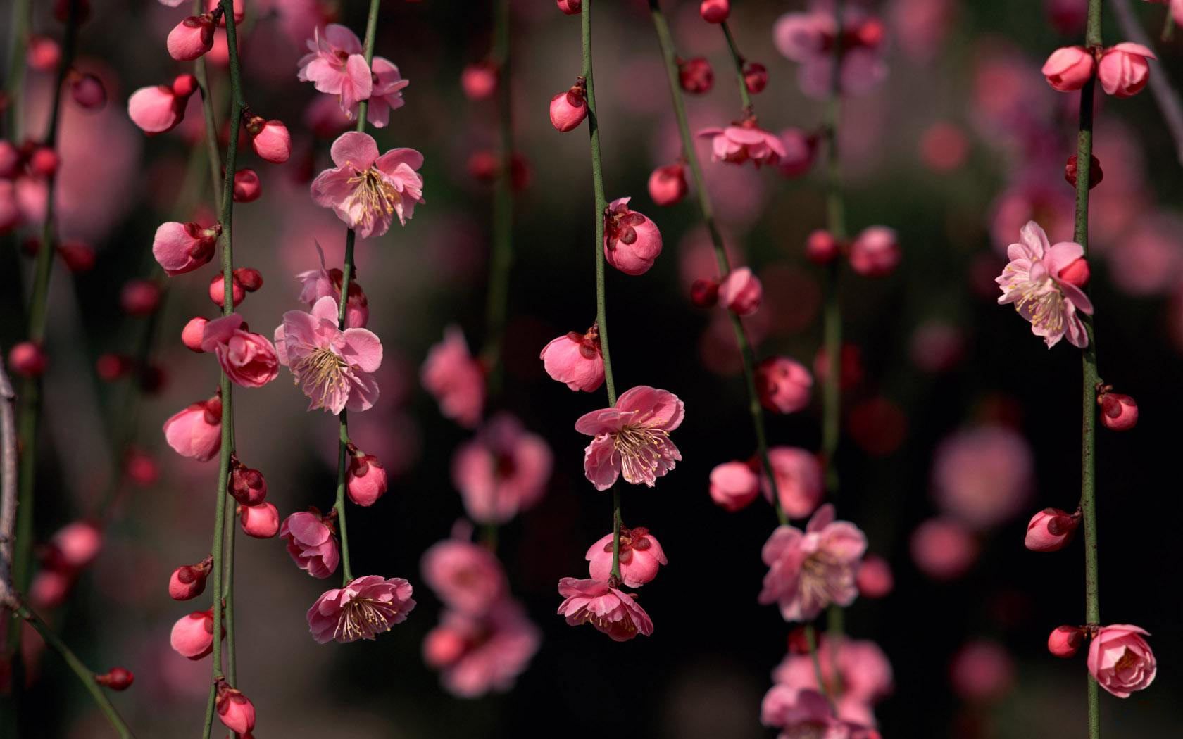 Spring-wallpapers-HD-desktop-background-pink-flowers - Magic4Walls.com