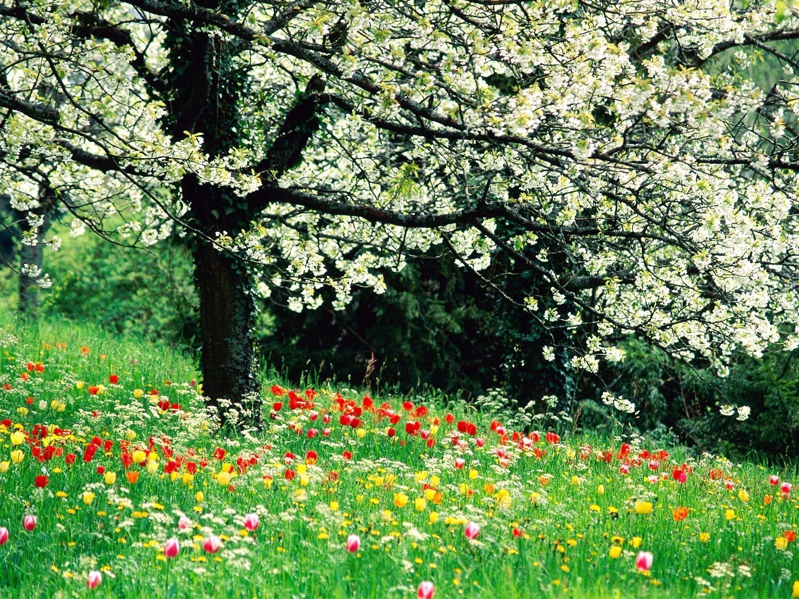 Beautiful Spring Flowers HD Wallpaper | Flowers Wallpapers