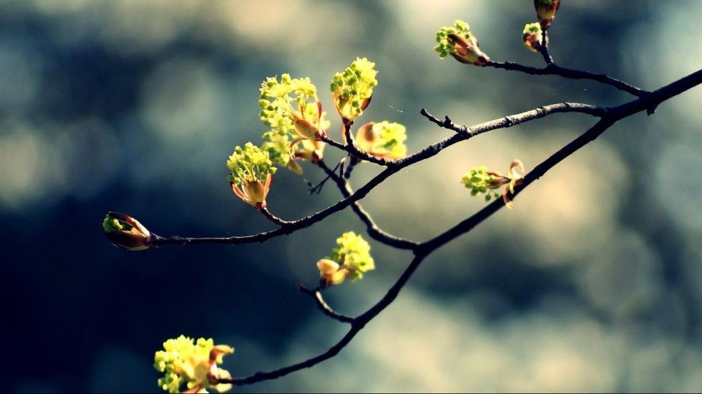 Top Widescreen Spring Hd Wallpapers Images for Pinterest