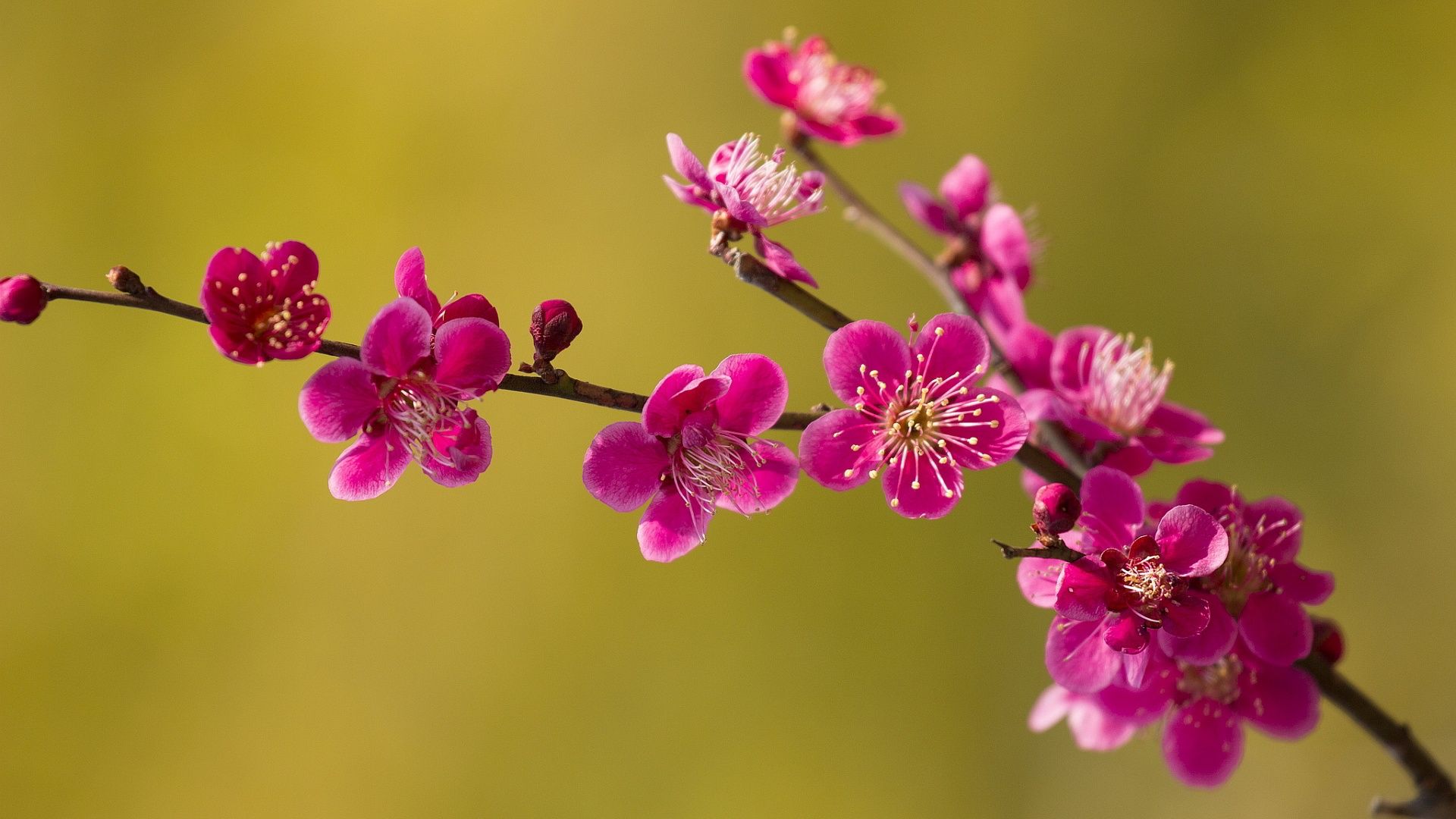 1920x1080 Pink spring blossoms Wallpaper