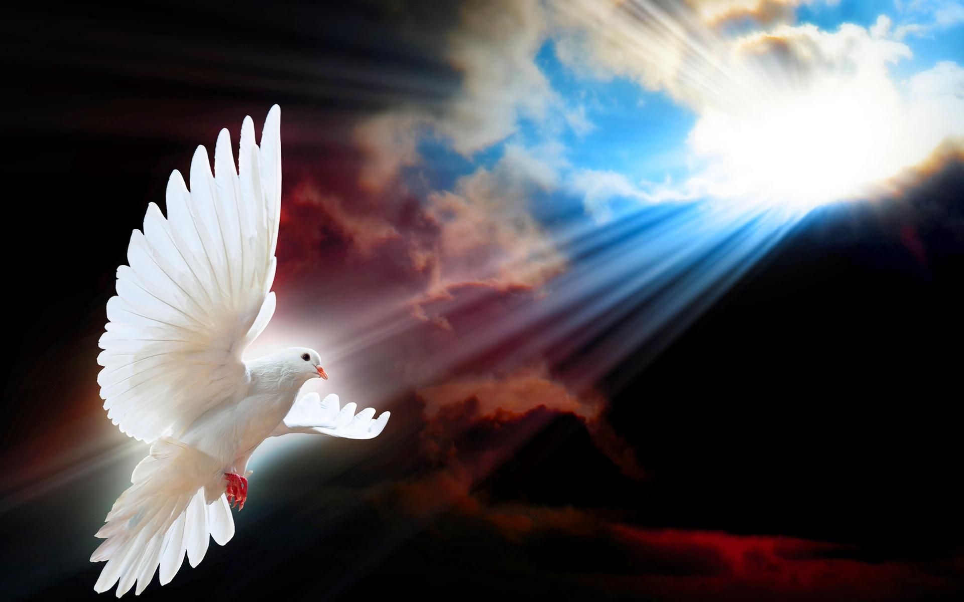 Doves Wallpapers >> Backgrounds with quality HD