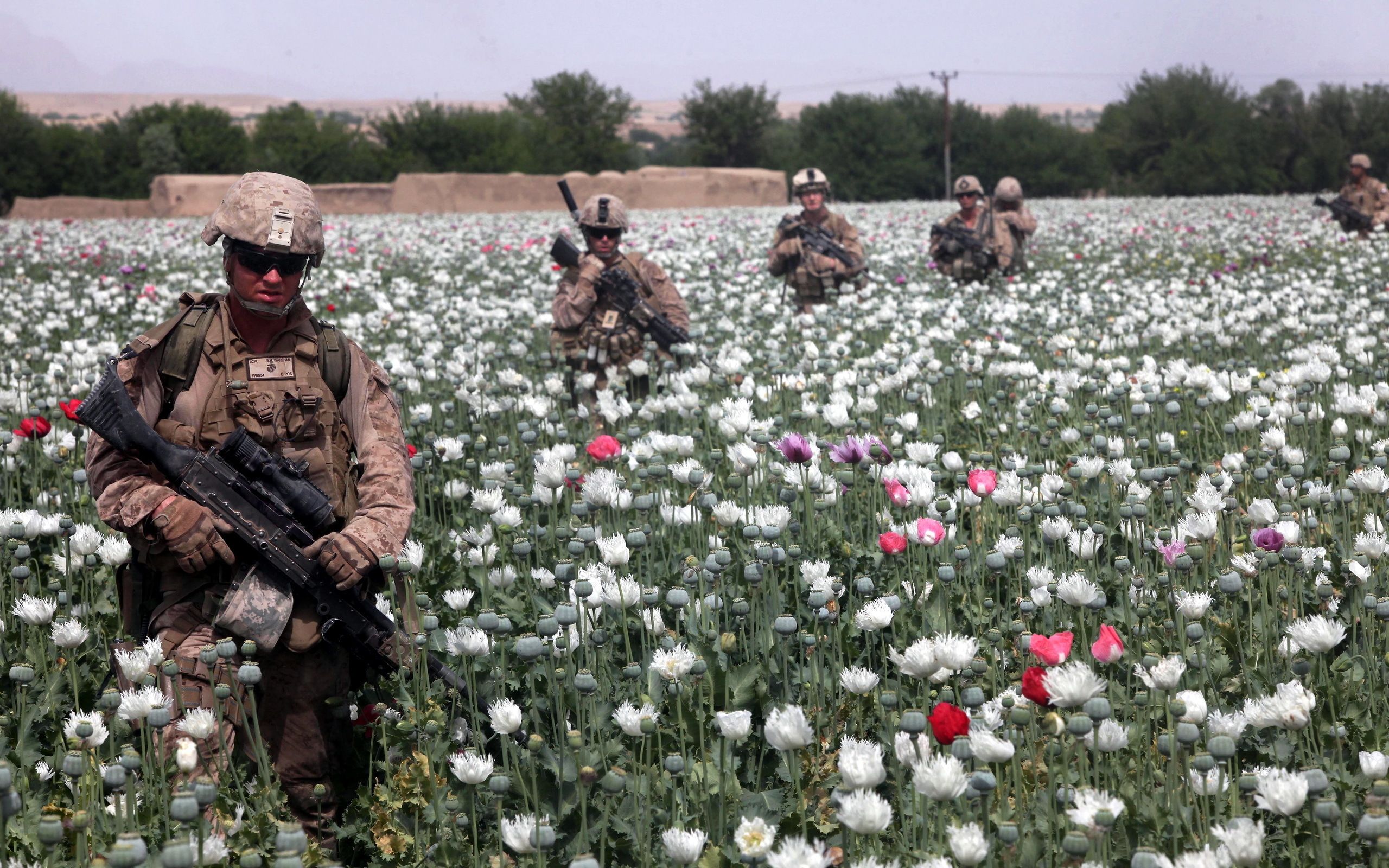 Soldiers in a poppy field wallpapers and images - wallpapers