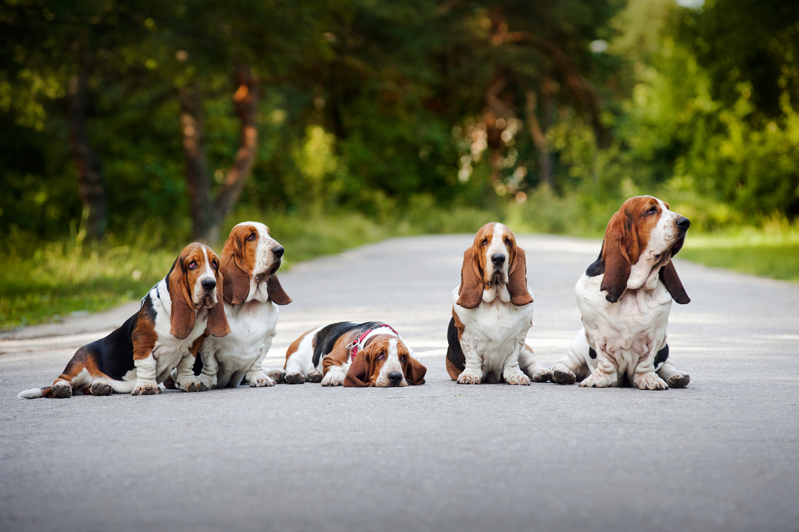 Animals Dogs Family Basset Hound sitting on the road 049589