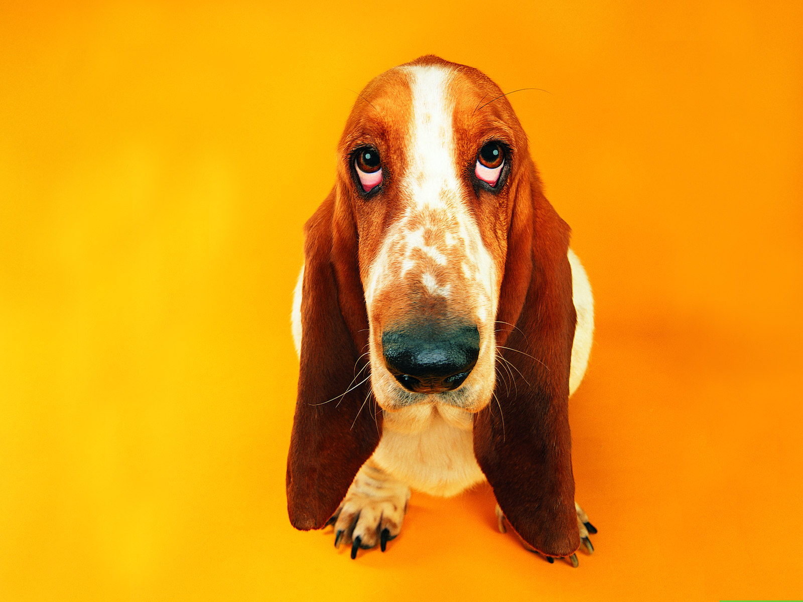 Animals Dogs Cute basset hound on an orange background 049595