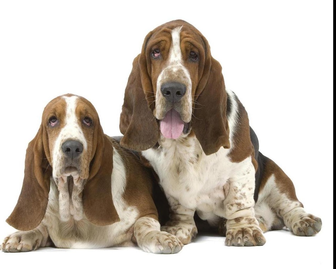 Basset Hounds Wallpapers - Android Apps on Google Play