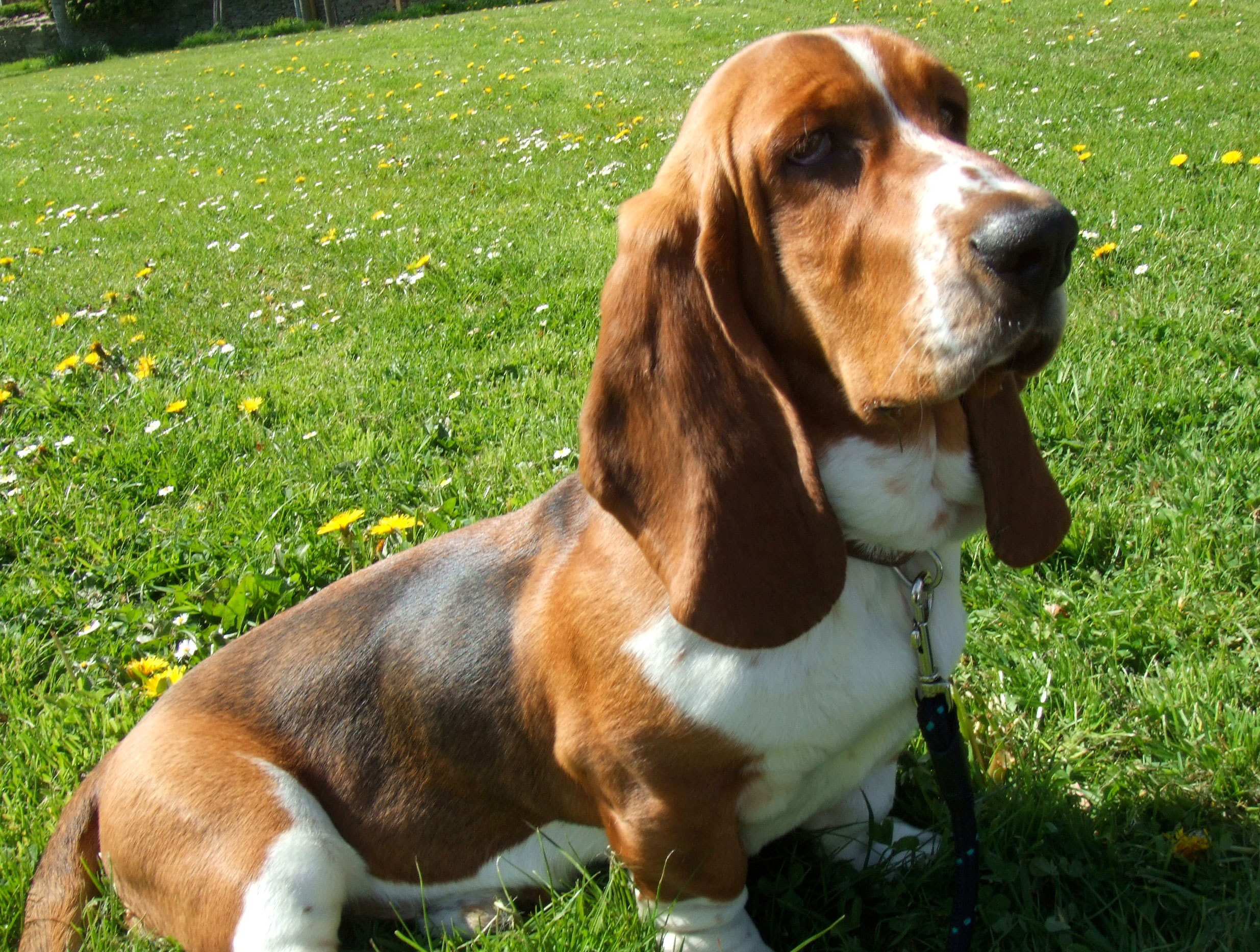 Basset Hound sitting on the grass wallpapers and images