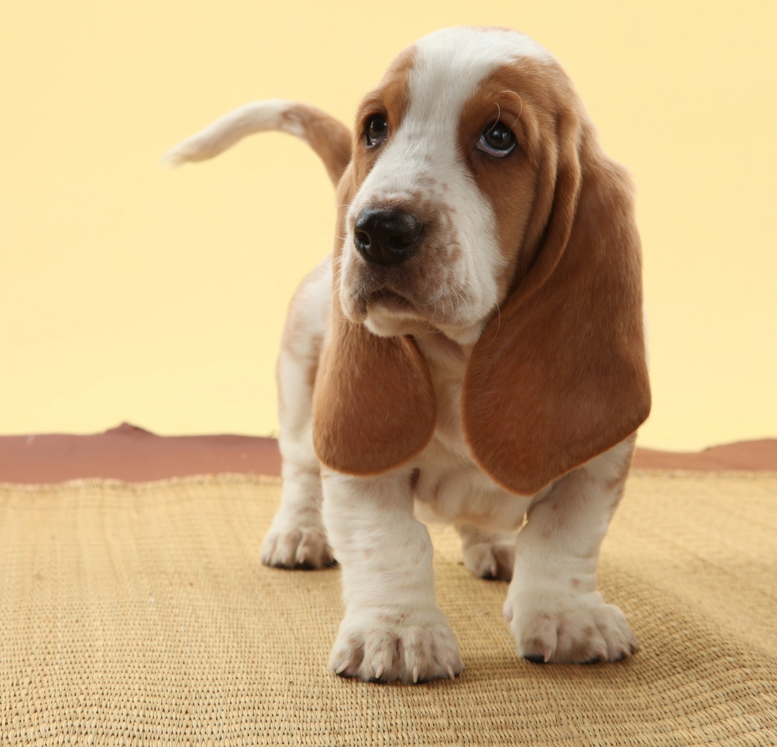 Animals Dogs A beautiful young basset hound 049601