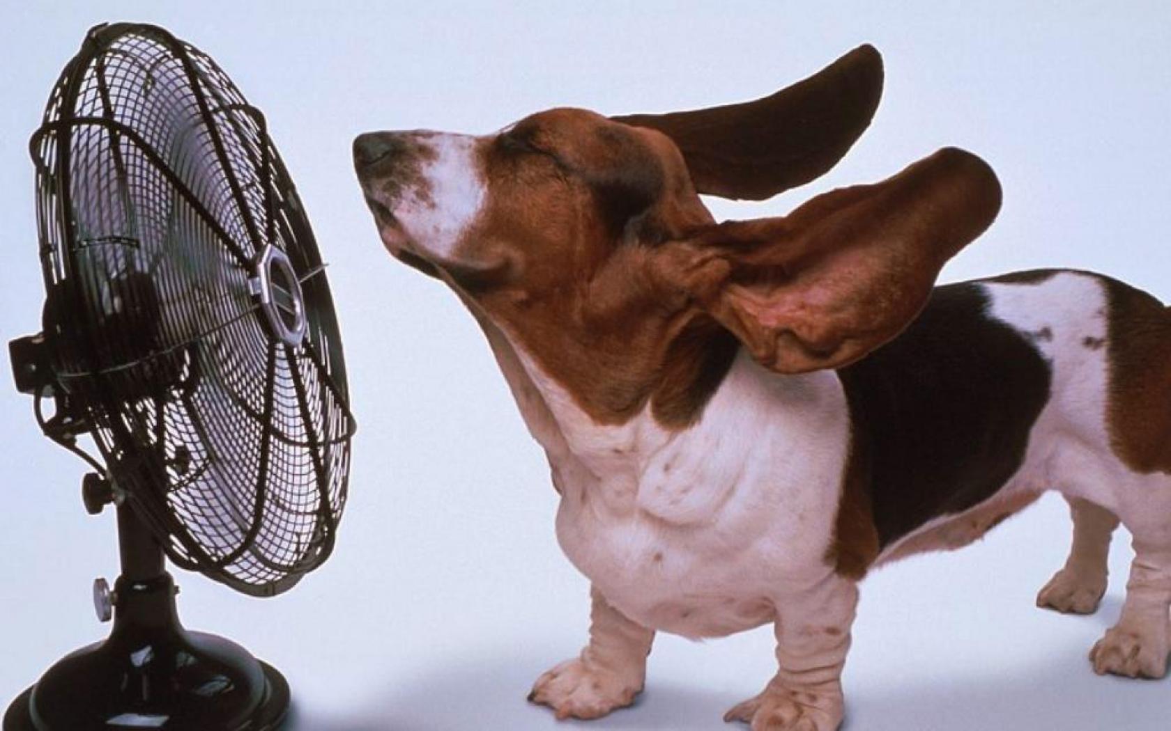wallpaper: basset hound, dog, fan, blowing, cool, refreshing ...