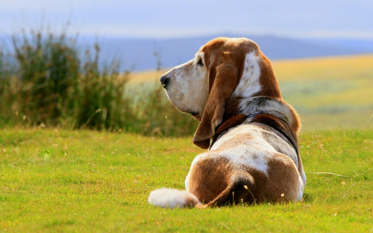 Basset Hound Dog Wallpaper HD Download For Desktop