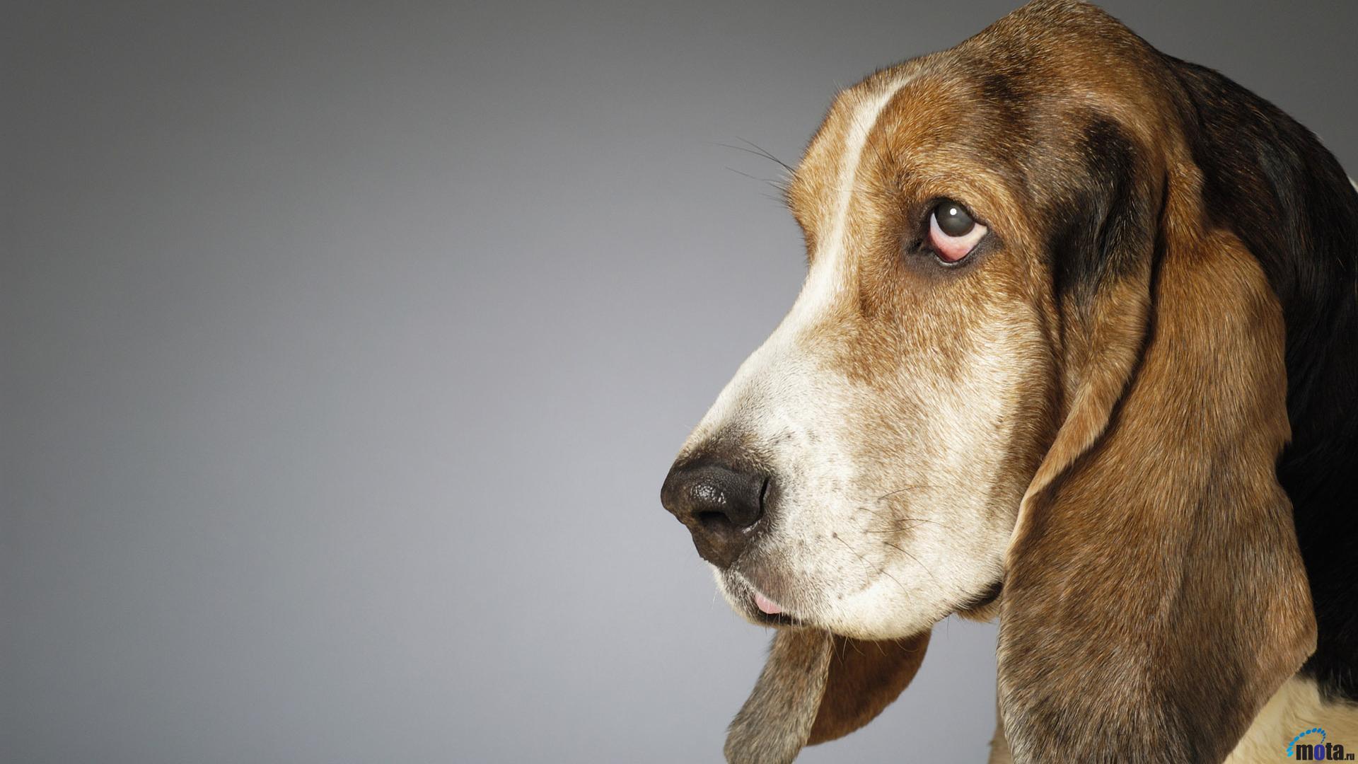 Download Wallpaper Side profile of a Basset Hound (1920 x 1080 ...