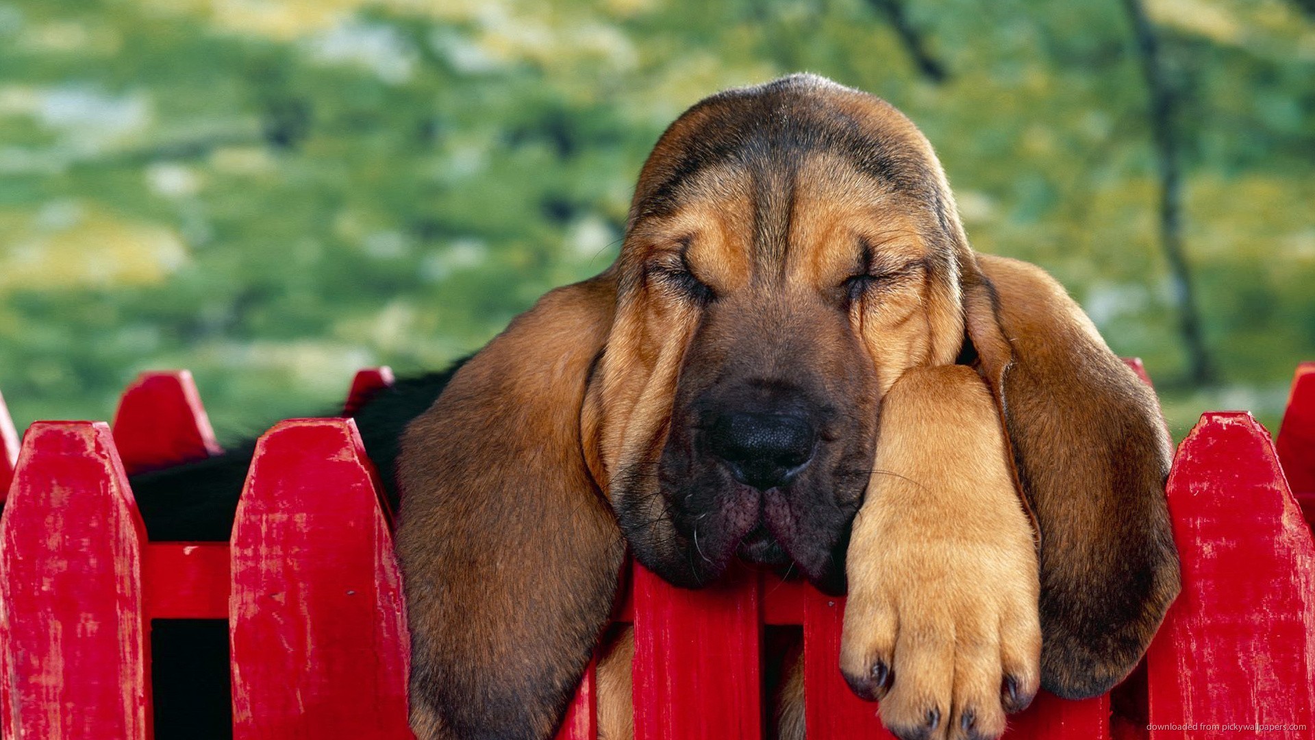 Download 1920x1080 Basset Hound Resting On The Fence Wallpaper