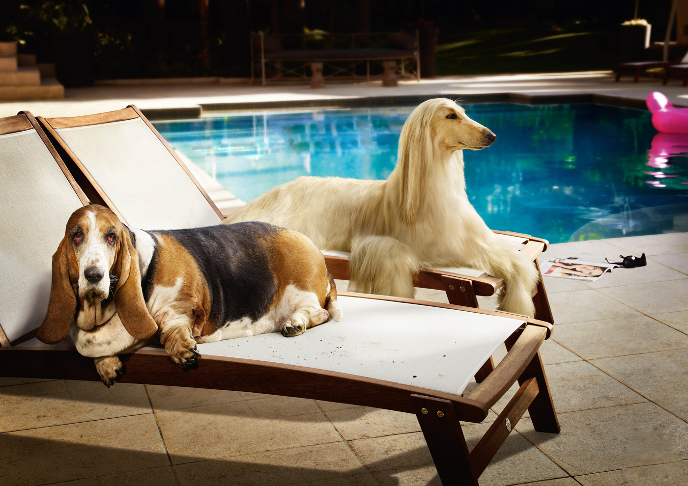 Wallpapers Dogs Basset Hound Animals Image Download