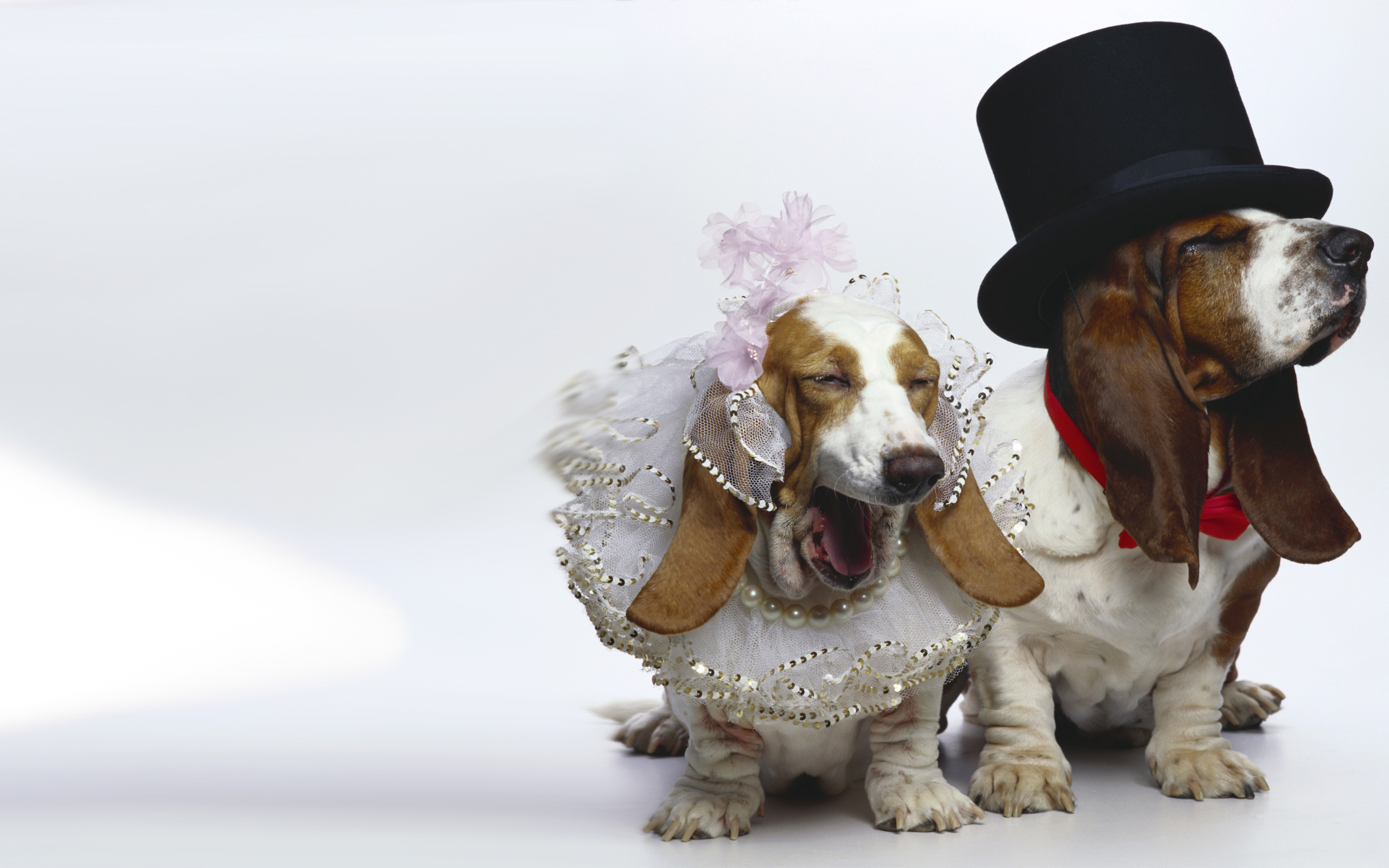 Basset Hound Android Wallpaper | Animal Planet HD