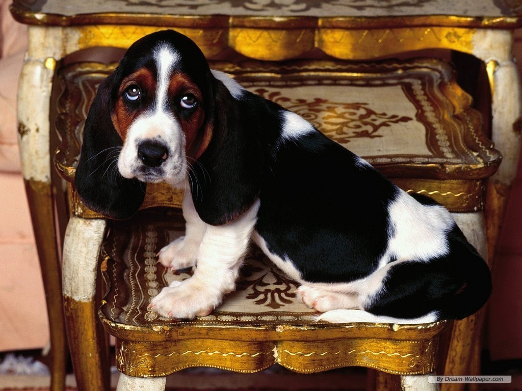 Basset Hound Wallpaper - Dogs Wallpaper (7013786) - Fanpop