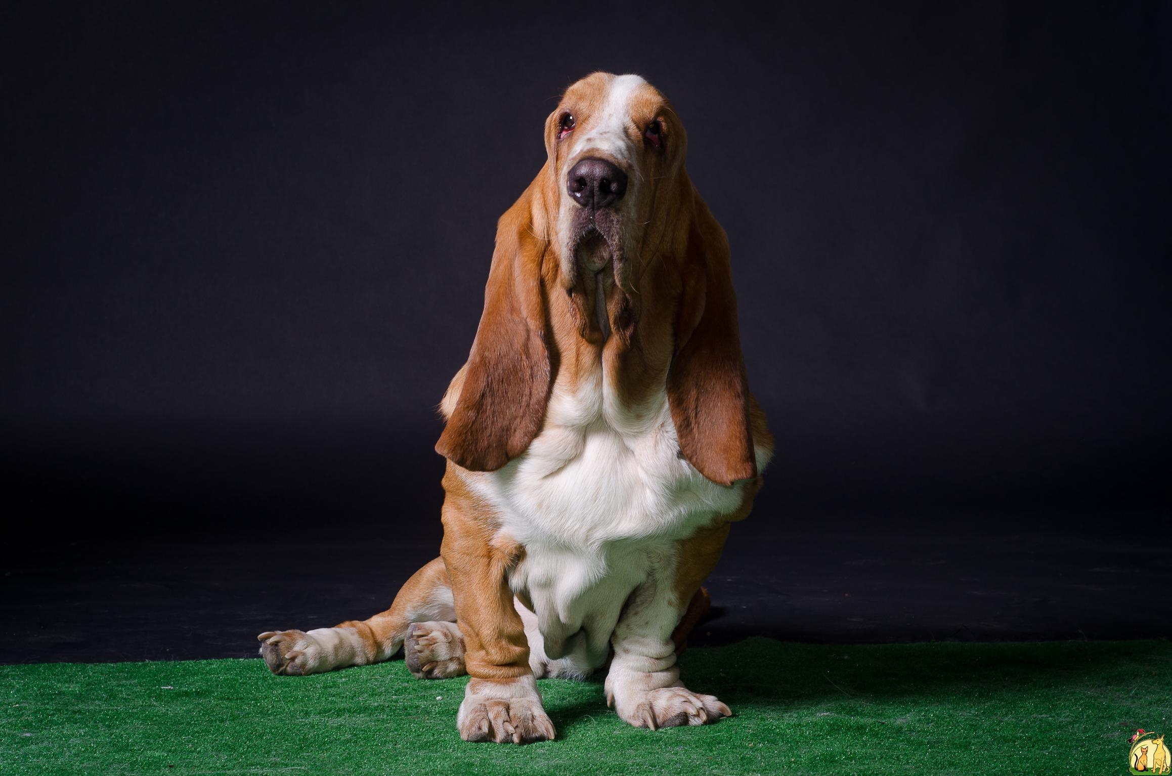 Adult basset hound posing on a dark background wallpapers and ...