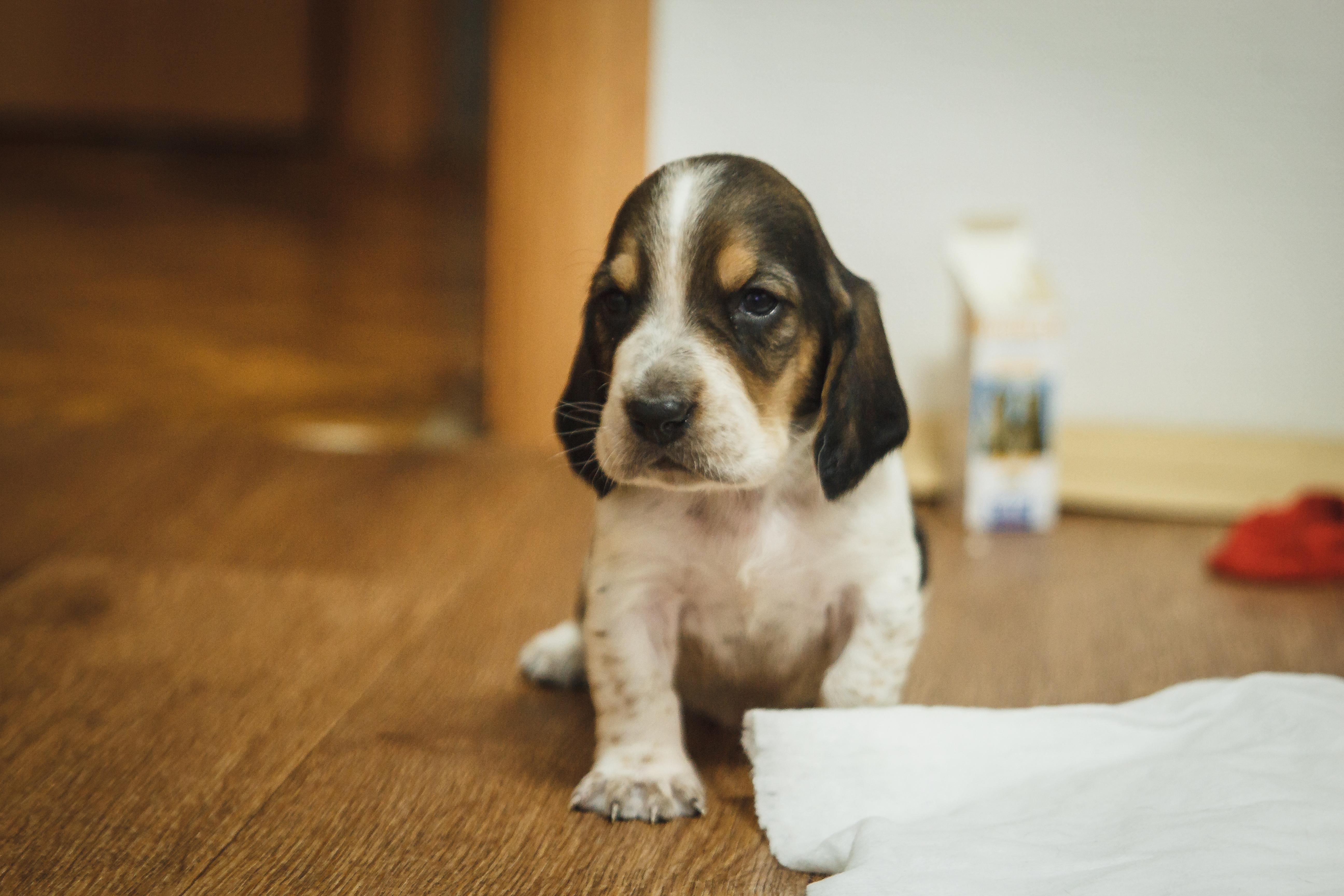 Sad basset hound puppy wallpapers and images - wallpapers ...
