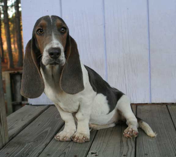 Basset Hound photos and wallpapers. The beautiful Basset Hound ...