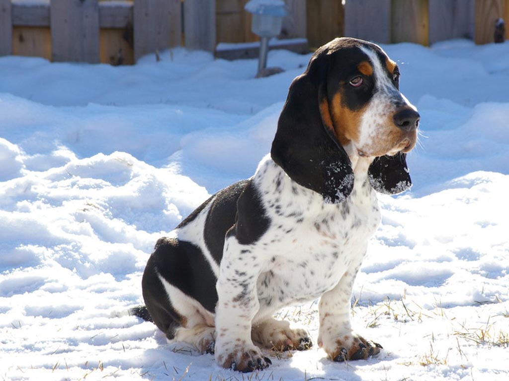 Basset Hound Pictures - HD wallpapers