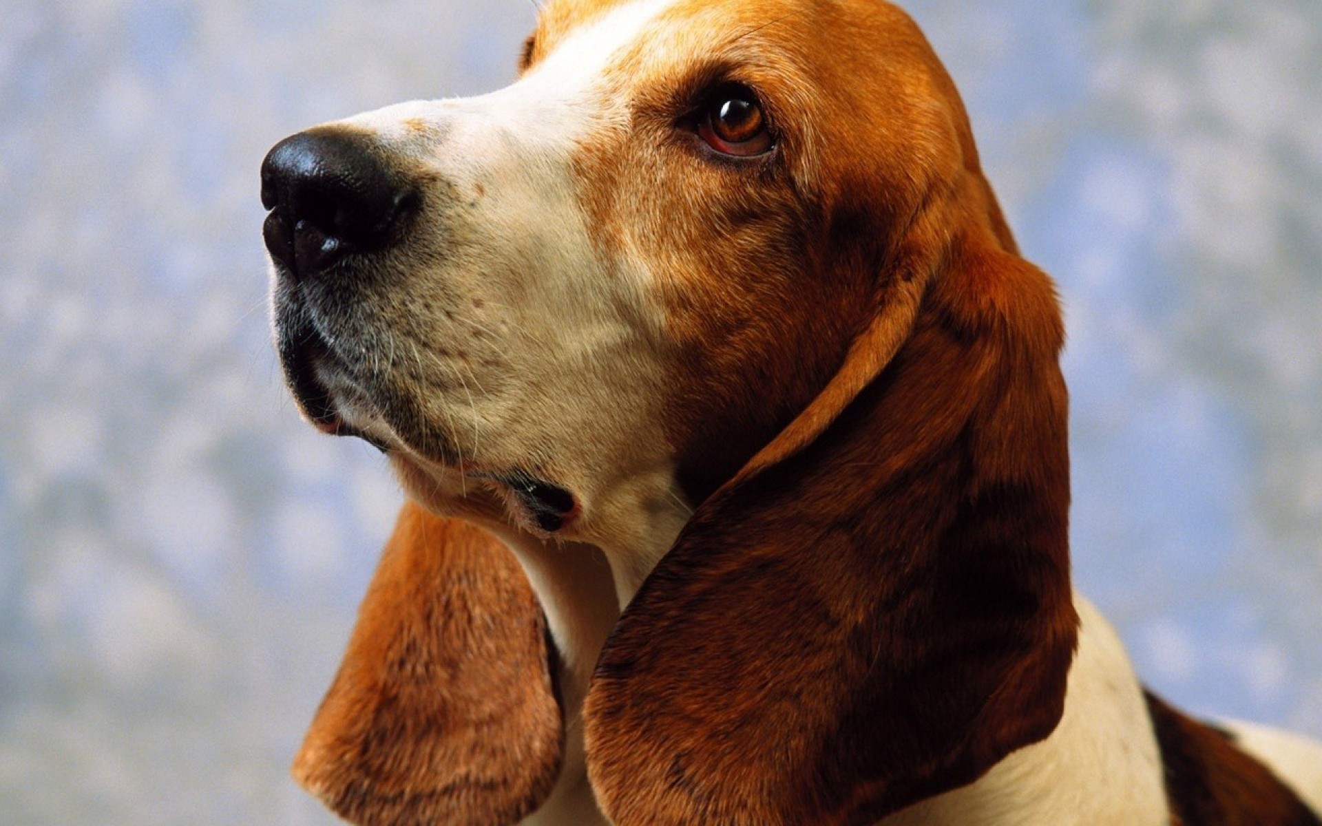 Adult basset hound on a blue background wallpapers and images ...