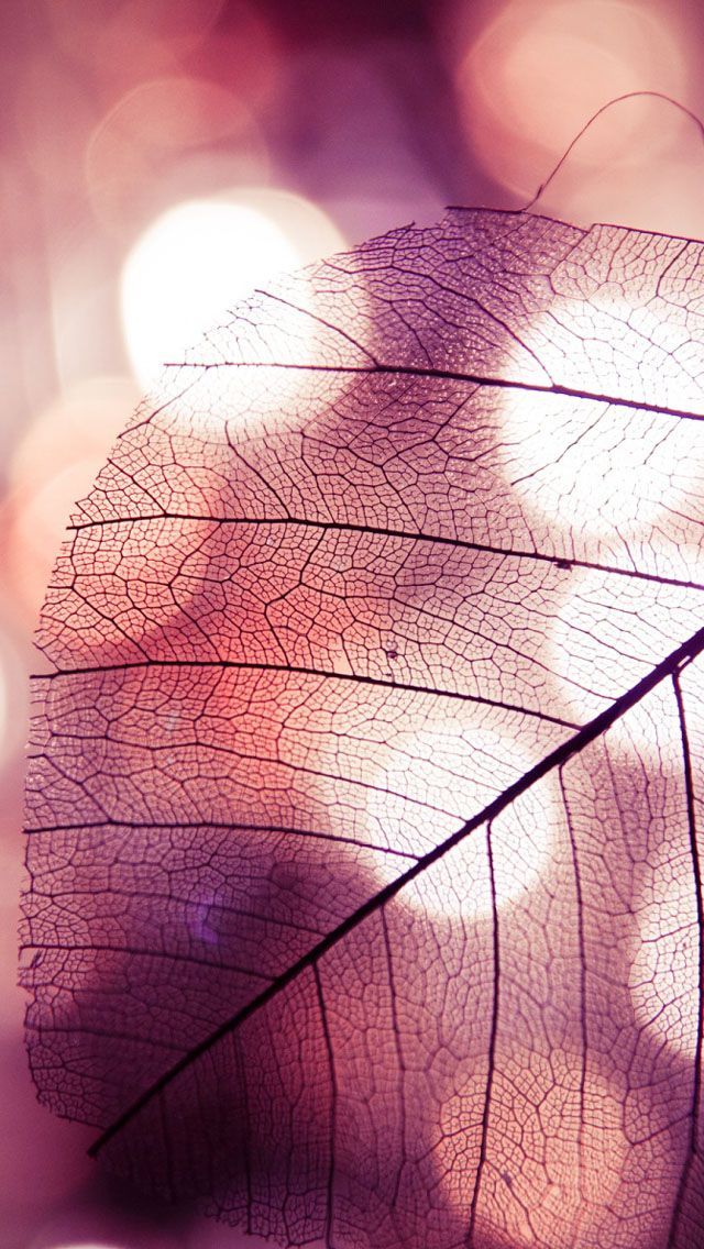 Dark Transparent Leaves Wallpaper - Free iPhone Backgrounds