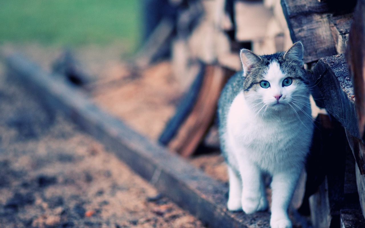 Cats Into the Wild - HD Wallpapers Widescreen - 1280x800