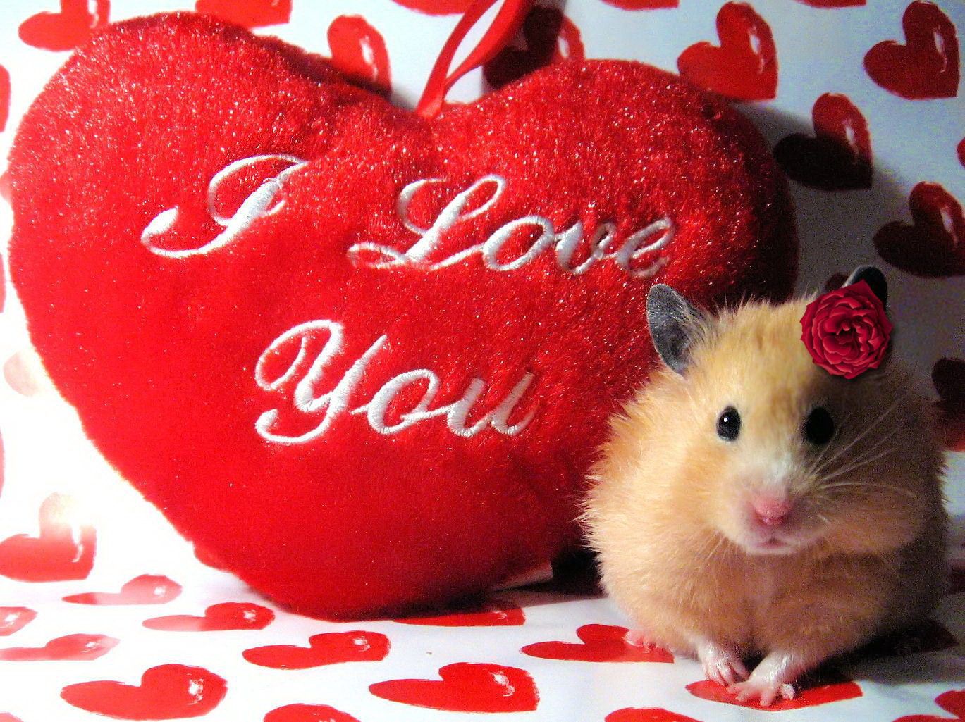 I Love You Heart Images and Desktop Wallpapers Love Pictures