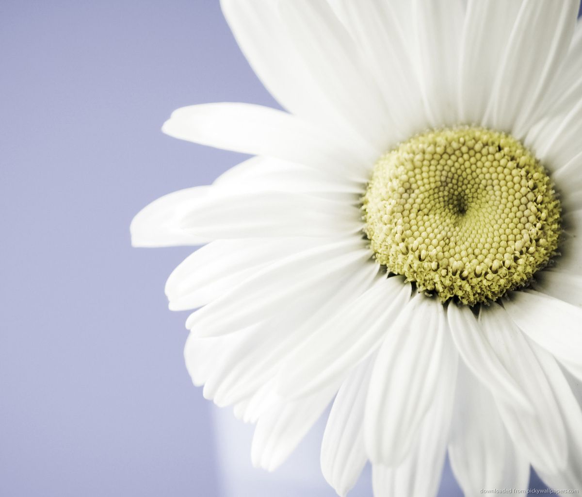 Download Daisy Flower Wallpaper For Samsung Galaxy Tab