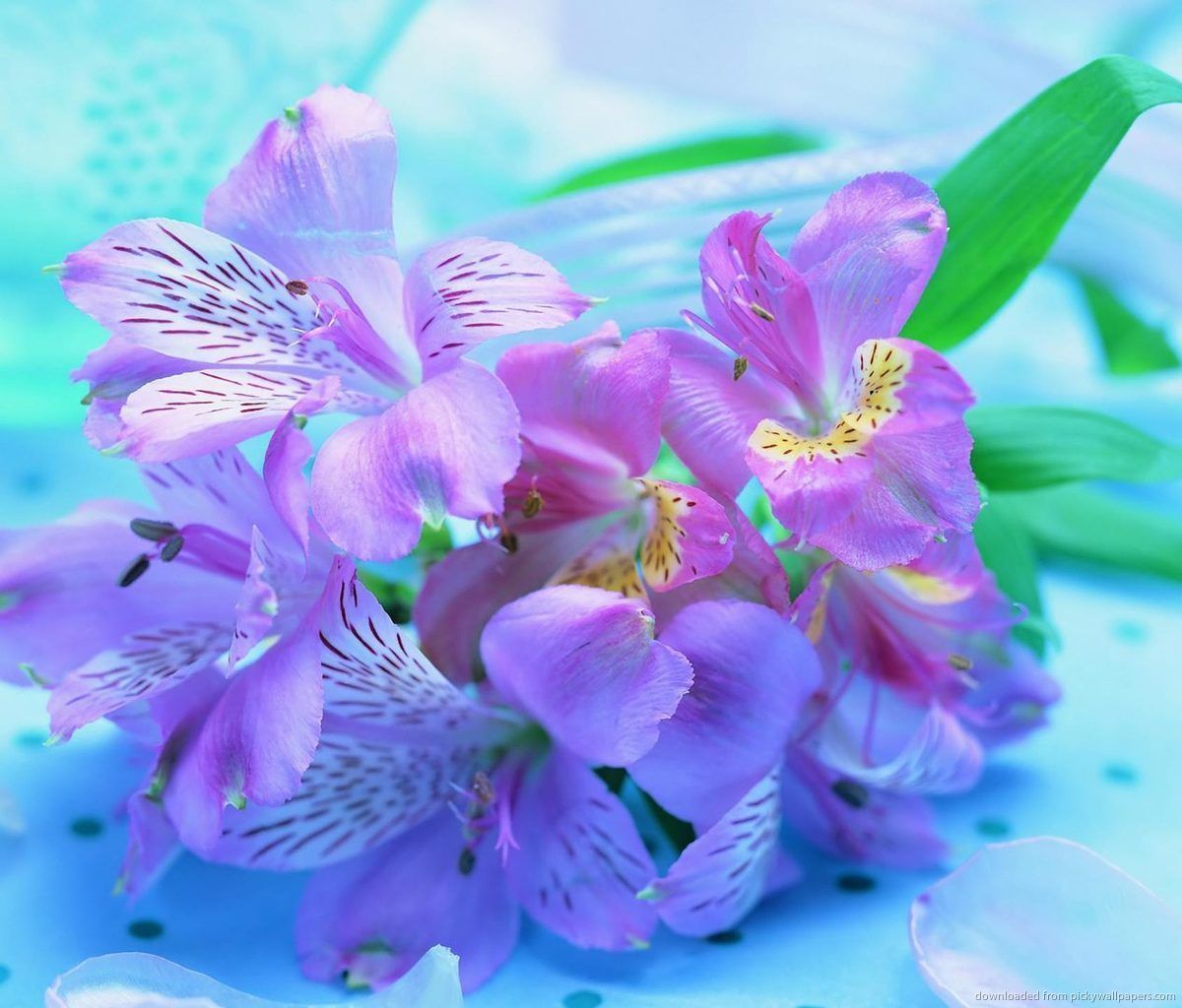Download Freesia Flower Wallpaper For Samsung Galaxy Tab