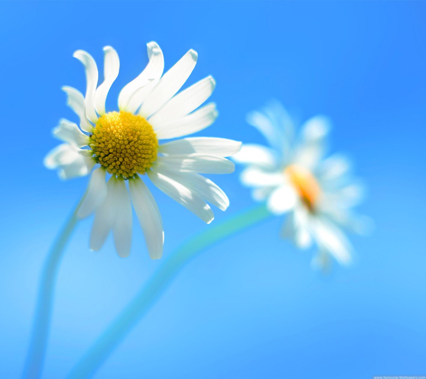 Flower Art for Galaxy S3 i9300 1440x1280 Samsung Wallpaper_Samsung ...