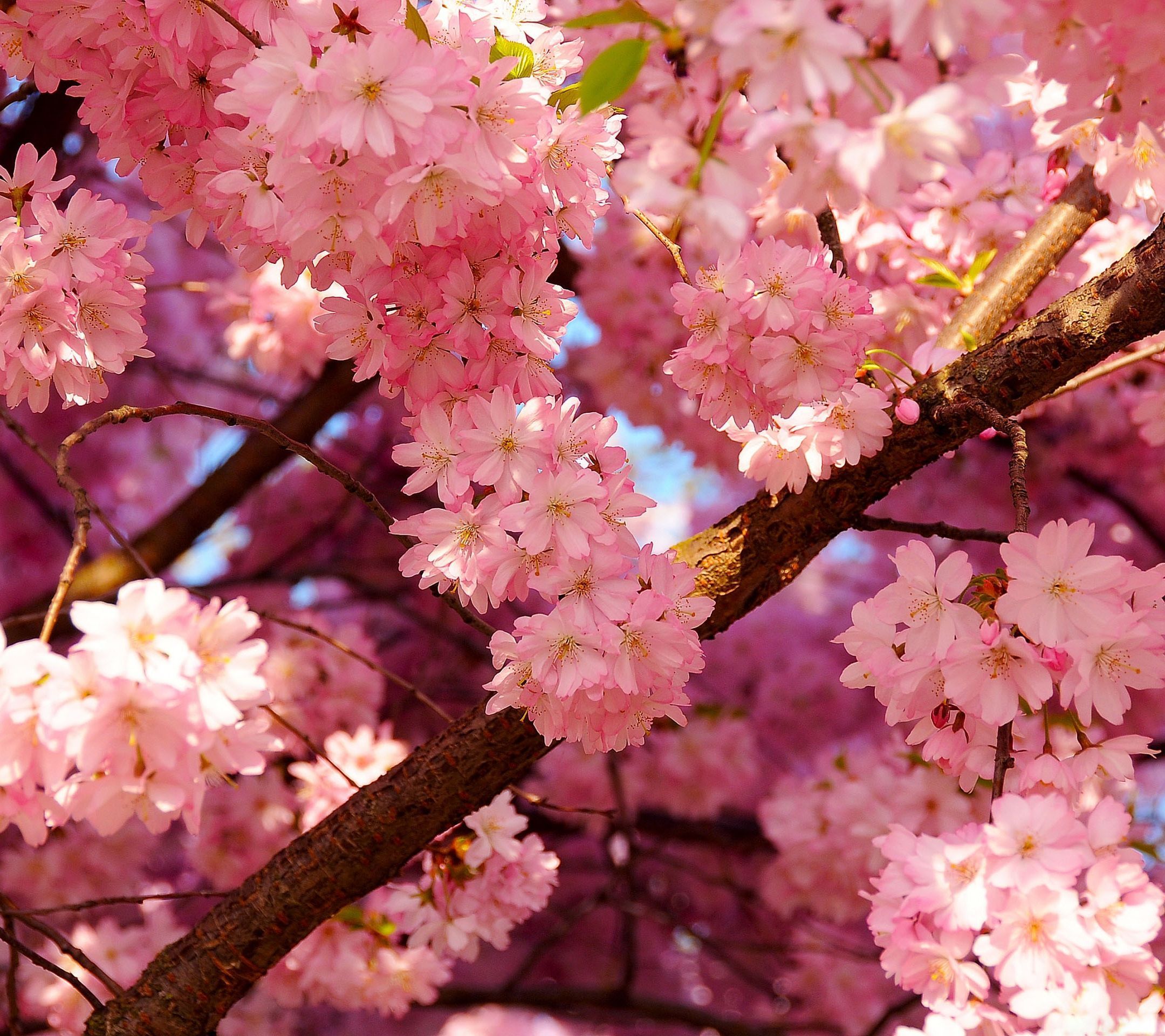 Pink Cherry FlowerSamsung Wallpaper Download | Free Samsung ...