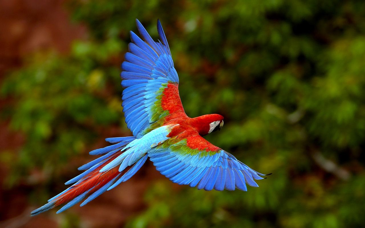 Top 10 Most Beautiful Birds - Wallpapers IN Desktop