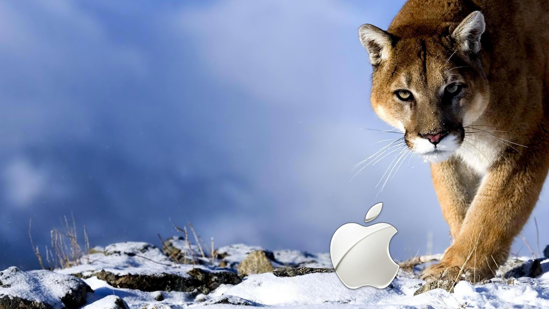 Snow Leopard Apple, mac, animals, 1920x1080 HD Wallpaper and FREE ...
