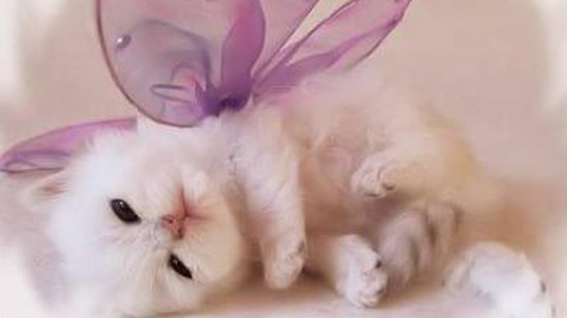 cute kitty hd wallpaper | HD Wallpapera (High Resolution)