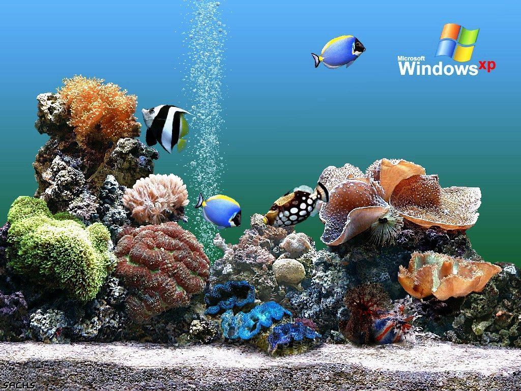 Download Free Aquarium Backgrounds Windows Aquarium Wallpaper
