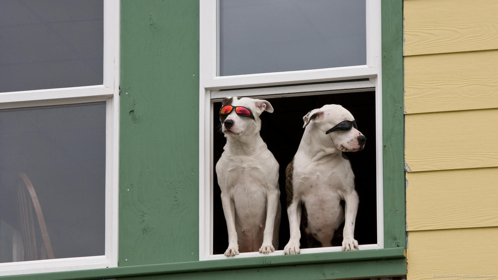 Download 1600x900 Cool Dogs In A Window Wallpaper