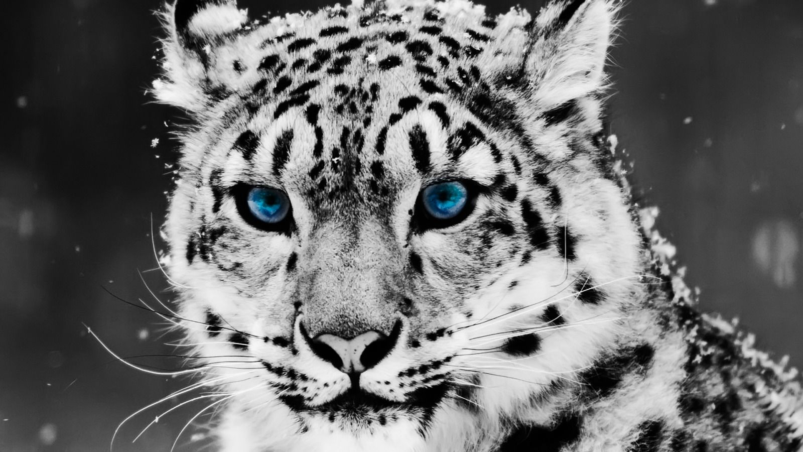 Cool Wallpapers, Blue-eyed Snow Leopard #4236397, 1600x900 | All ...